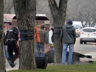 REGINA,Sk: NOVEMBER18, 2016 --An Angus bull decided to take a stroll through the streets of the city after getting away from Agrimation Tuesday morning. The Bovine made its way west on Dewdney Avenue before being wrangled at the corner of Dewdney and Grey St. about an hour later. BRYAN SCHLOSSER/Regina Leader Post