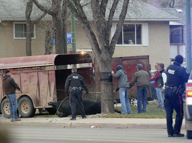 REGINA,Sk: NOVEMBER18, 2016 --An Angus bull decided to take a stroll through the streets of the city after getting away from Agrimation Tuesday morning. The Bovine made its way west on Dewdney Avenue before being wrangled at the corner of Dewdney and Grey St. about an hour later. BRYAN SCHLOSSER/Regina Leader Post