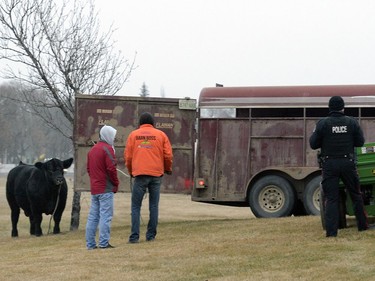 REGINA,Sk: NOVEMBER18, 2016 --An Angus bull decided to take a stroll through the streets of the city after getting away from Agrimation Tuesday morning. The Bovine made its way west on Dewdney Avenue before being wrangled at the corner of Dewdney and Grey St. about an hour later. BRYAN SCHLOSSER/Regina Leader Post