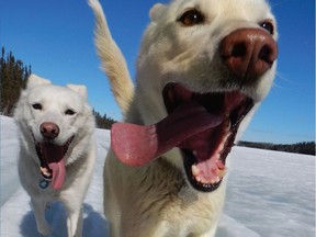 QC Read My book features Yellow Dog by Miriam Körner, a story of sled dogs, adventures and northern wilderness.