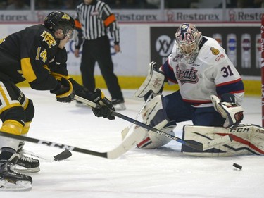 Brandon Wheat Kings forward Ty Lewis, 14, loses control of the puck while rushing Regina Pats goalie Tyler Brown, 31, during a game at the Brandt Centre in Regina, Sask. on Tuesday Dec. 27, 2016.