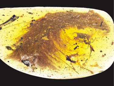 Feathers can be seen within this amber sample found in Myanmar attached to vertebra from a dinosaur that lived 99 million years ago.