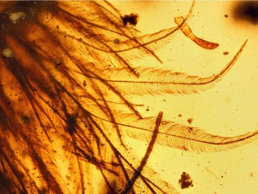 Feathers can be seen within this amber sample found in Myanmar attached to vertebra from a dinosaur that lived 99 million years ago.