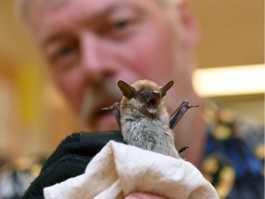 University of Regina biology professor and bat expert Mark Brigham with a Big Brown Bat, Brigham wants to debunk myths when it comes to bats and rabies.