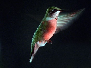A Ruby Throated Hummingbird hovers while feeding in late afternoon.