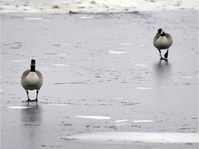 A pair of geese make their way across the ice that is finally forming on Wascana lake  for the winter.