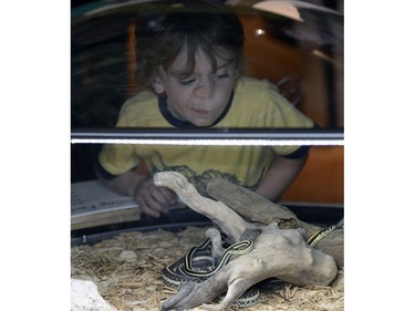 The Royal Saskatchewan Museum opened its Snakes Alive exhibit Friday. The exhibit features all nine species of snakes naturally found in Saskatchewan. Four year old Liam Waters takes a look at a plains garter snake at the exhibit.