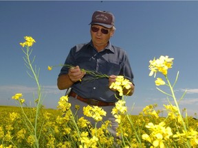 Dean Miller of Weyburn checks the condition of his mustard field near Trossachs in June, 2005. Miller has about 500 acres of mustard seeded.