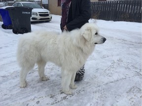 Sookie, a two-year-old Great Pyrenees, lost a paw to a trapper's snare,.