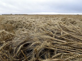 The 2016 harvest in Saskatchewan was delayed due to weather conditions with 1.3 million acres of crop left out in the field over the winter.