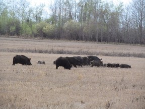 Wild boars in a field in Saskatchewan. PHOTO SUBMITTED BY RUTH KOST