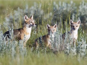 Wild swift fox family on the Canadian Prairies. Swift fox are an endangered species in Canada, they were reintroduced into Saskatchewan and Alberta in the past thirty years. PHOTO JOHN E. MARRIOTT