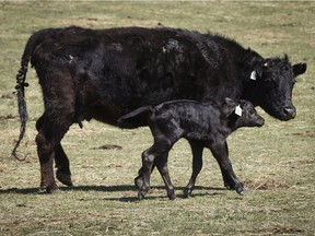 A cow and calf walk through a pasture.