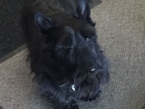 Fergus, Don Millard's all-star Scottish terrier, gives The Look to Rob Vanstone during a March 13 visit to the lobby of the Regina Leader-Post.