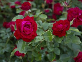 Canadian shield — the rose, not the rock.