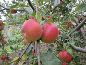 The dwarf apple tree grows relatively quickly and produces lots of great mid-season eating apples.