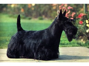 Columnist Rob Vanstone is a fan of all good things, like Scottish terriers.