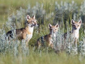 Our Crown lands are an important and inexpensive means of protecting a minimum of nature in the farm world.