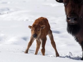 This bison calf&#039;s first steps in Banff&#039;s backcountry are part of a larger project to reintroduce wild bison to Canada‚Äôs first national park. THE CANADIAN PRESS/ HO-Parks Canada-Adam Zier-Vogel MANDATORY CREDIT