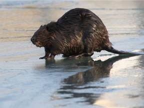 Ranchers northeast of Regina are shaking their heads after watching a herd of curious bovines slowly follow a beaver across one of their pastures.