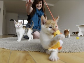 Chelsey Legendre, plays with kittens from Regina Cat Rescue, at the future location of Excalipurr, which will be Regina's first cat cafe in Regina.