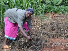 Small-scale Kenyan farmer, Jane Manjiku, demonstrates applying mulch to help maintain soil moisture.