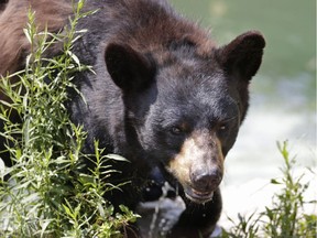 In this July 25, 2014 file photo, a black bear is seen at the Maine Wildlife Park in Gray, Maine.