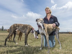 Dog behaviourist Billie Groom kneels beside Piny, left, and Fina, bottom center, two rescues from Spain with whom she currently works. The dogs are galgos, Spanish rabbit hunters, who once discarded by the industry and abused. In Fina's case, her leg had to be amputated.