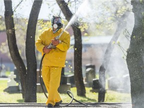 Pest technician Chris Shore sprays water on the trees at the Regina Cemetery during a caterpillar spray demonstration. To control the caterpillar population, the city uses an environmentally-friendly pesticide called Dipel.