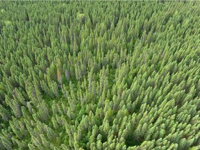 The boreal forest is seen on August 18, 2015, in Waswanipi, Que.