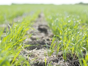 A field approximately 10 kilometres northeast of Regina.