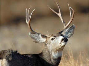 An two-and-a-half
year investigation into four North Battleford-area men led to over $71,000 in fines for illegal outfitting activities.