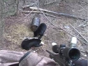 An image from a video posted online of a bear about to be shot dead at a bear-baiting site, by a young hunter sitting on a platform. The two bears had moved into the clearing and started eating food that had been left for them. The hunter took aim and killed one of the bears.