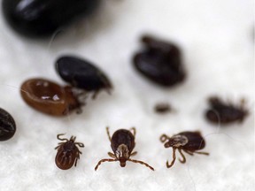 Provincial health officers are warning against tick bites.
