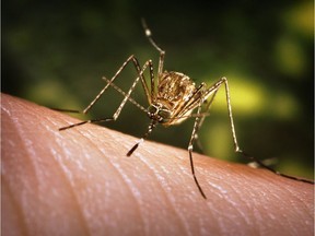 Culex tarsalis mosquito numbers are increasing in southern Saskatchewan.