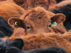 Poor water quality and dehydration caused the death of 200 cattle on a Saskatchewan pasture.