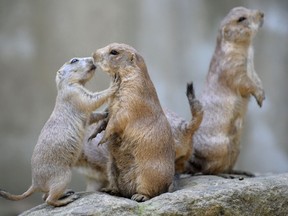 The Broken Hills prairie dog colony at Grasslands National Park is being closed off to visitors after a prairie dog recently died from sylvatic plague.