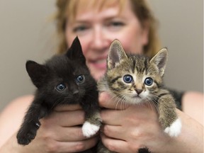 Alanna Whipple, Regina Cat Rescue adoption co-ordinator, holds kittens Nat and Ella.