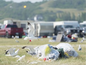 Gulls flock around a garbage pile at the Country Thunder festival campgrounds.