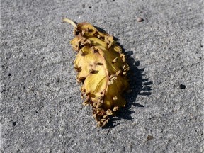 A leaf from a tree infected with Dutch elm disease.