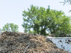 The remains of an Elm Disease afflicted stump removed by city workers sit in a truck on Lincoln Drive, destined for the landfill.