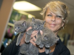 Lisa Koch, executive director of Regina Humane Society, holds up some medium-haired domestic kittens that are currently up for adoption.