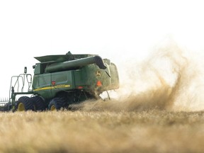 A combine throws chaff into the air on a windy afternoon south of Regina.