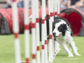 Kye makes her way between the posts during Canine Stars Stunt Dog Show held at the Queen City Ex.