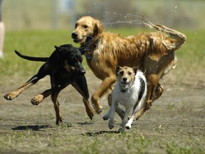 Dogs frolic at an off-leash park in Regina. Unfortunately, not all dog owners respect the city's leash laws, according to one letter writer.