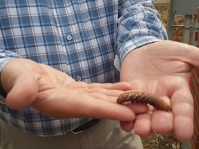 Russell Eirich, the city manager of forestry, pest control and horticulture, shows off the caterpillar stage of the Achemon sphinx, or hummingbird moth. The moth, found occasionally in Regina, is not a pest and is typically found getting nectar from flowers in the city.