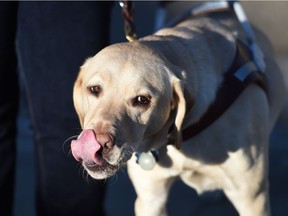 Saskatchewan residents who require a guide dog will soon be able to apply to the CNIB.