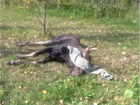 moose

A tranquilized moose lies on the ground outside Investors Group Field in Winnipeg, Saturday, Sept.9, 2017.  A moose that was on the loose for two days in Winnipeg and almost delayed the start of a Canadian Football League game has died after being tranquilized. THE CANADIAN PRESS/HO-Government of Manitoba MANDATORY CREDIT ORG XMIT: EDM500

HANDOUT PHOTO; ONE TIME USE ONLY; NO ARCHIVES; NotForResale; MANDATORY CREDIT THE CANADIAN PRESS PROVIDES ACCESS TO THIS HANDOUT PHOTO TO BE USED SOLELY TO ILLUSTRATE NEWS REPORTING OR COMMENTARY ON THE FACTS OR EVENTS DEPICTED IN THIS IMAGE. THIS IMAGE MAY BE USED ONLY FOR 14 DAYS FROM THE TIME OF TRANSMISSION.
THE CANADIAN PRESS