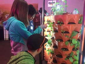 Grade 7 and 8 students, Jacob Exner (foreground), Ella Chay (middle) and Ferison Alcantara (background), from St. Peter Elementary School check out a garden tower, which will be provided for their school for at least a year as part of the Urban Agriculture Outreach Program launched by the Regina Food Bank.