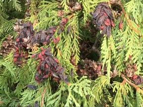 Maple bugs seen in front of Don Reeves' Lakeview area home Wednesday afternoon.